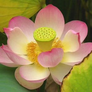 chakra lotus